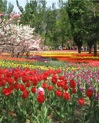 郁金香花海