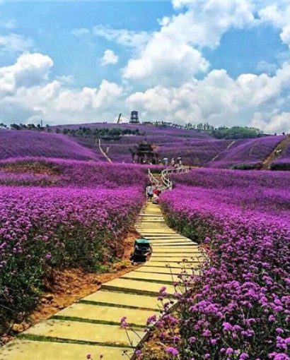 馬鞭草(cǎo)花海