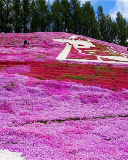 芝櫻花海