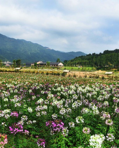 醉蝶花