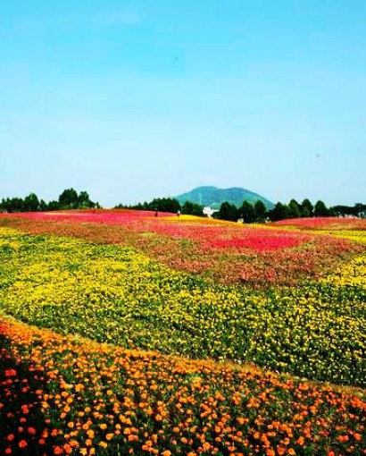 花卉工(gōng)程案例