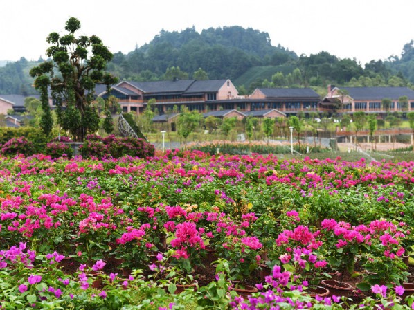 寶巾花花海