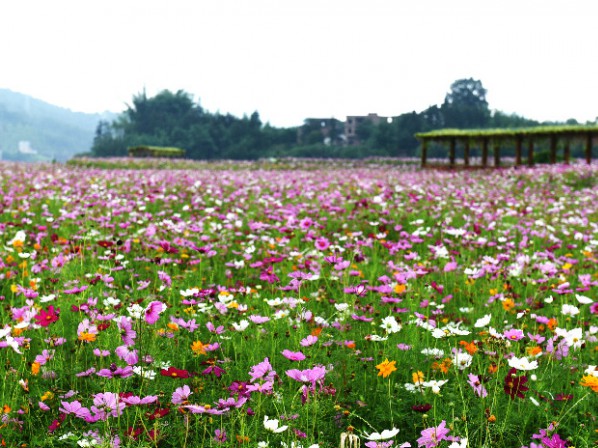 格桑花