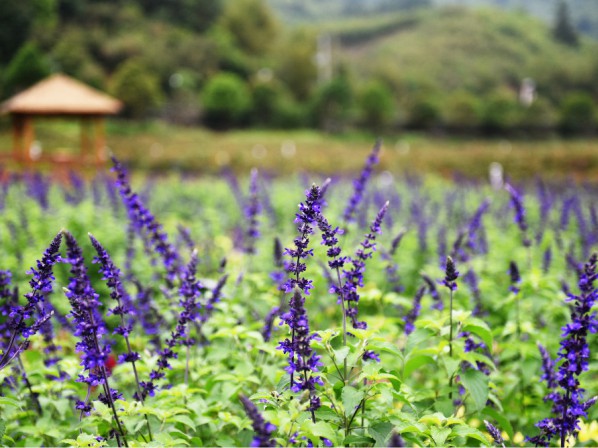 鼠尾草(cǎo)