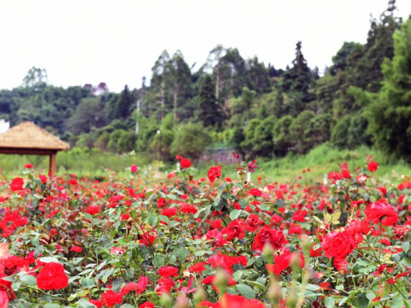 玫瑰花