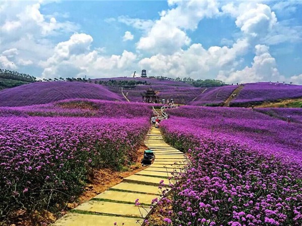 馬鞭草(cǎo)花海