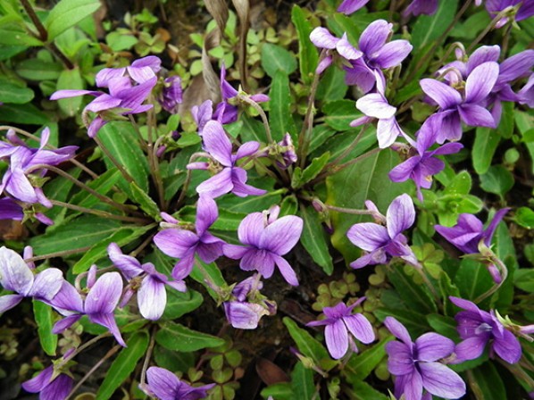 紫花地丁