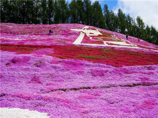 芝櫻花海