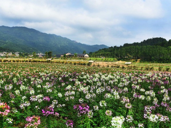 醉蝶花